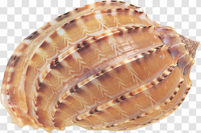 Seashell Clam Cockle Scallop - Oyster - Shells Transparent PNG