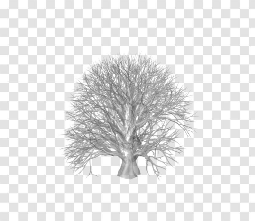 White - Tree - Black And Transparent PNG