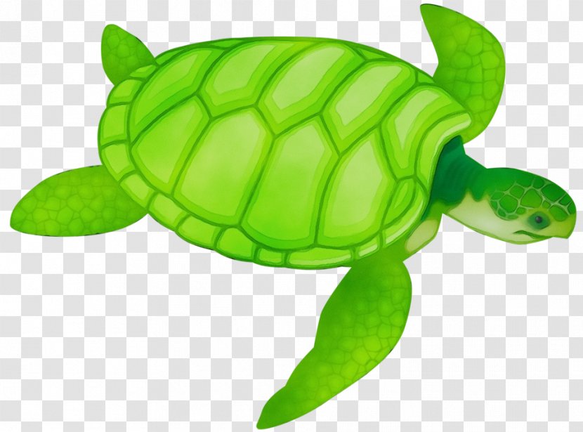 Sea Turtle Green Tortoise - Pond - Loggerhead Animal Figure Transparent PNG