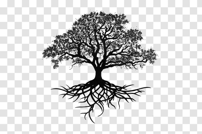 Tree Oak Drawing Silhouette - Trees Transparent PNG
