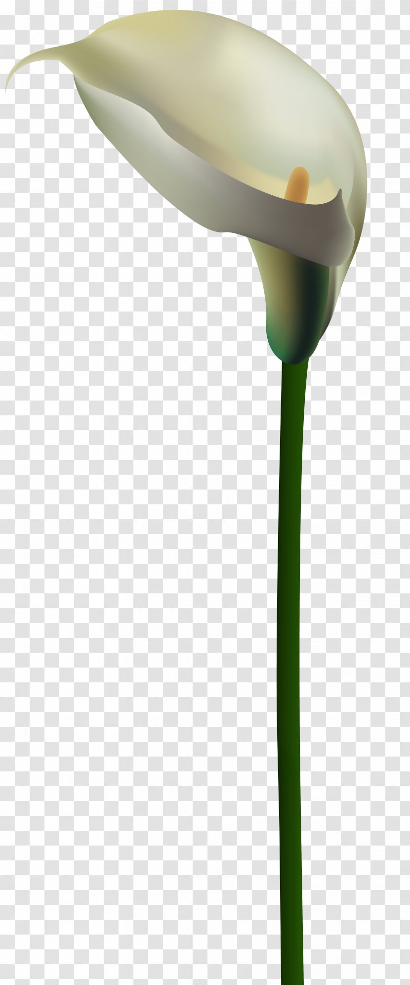 Arum-lily Flower Lilium Clip Art - Flowering Plant - Lily Transparent PNG