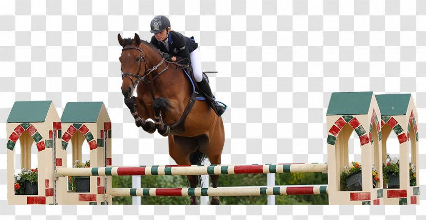 Show Jumping Stallion Hunt Seat Equitation Eventing - Competition M - Frozen Bovine Semen Transparent PNG