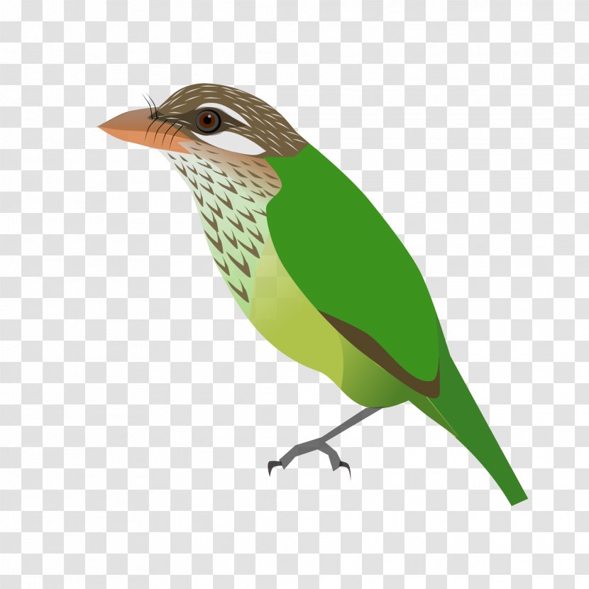 Finch Old World Flycatcher Common Nightingale Sparrow - Songbird - Toucan Transparent PNG