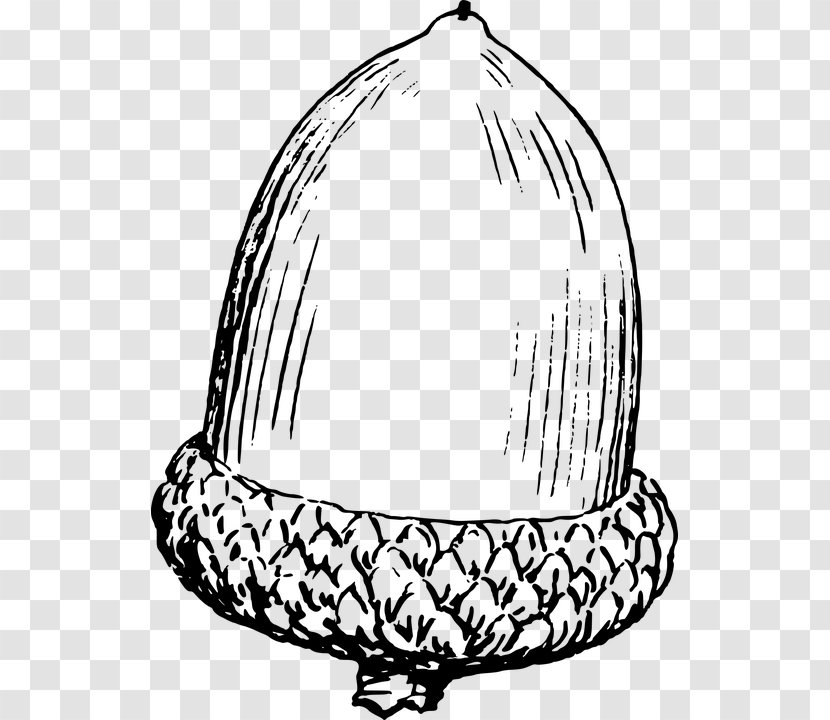 Acorn Drawing Clip Art - Monochrome Photography Transparent PNG