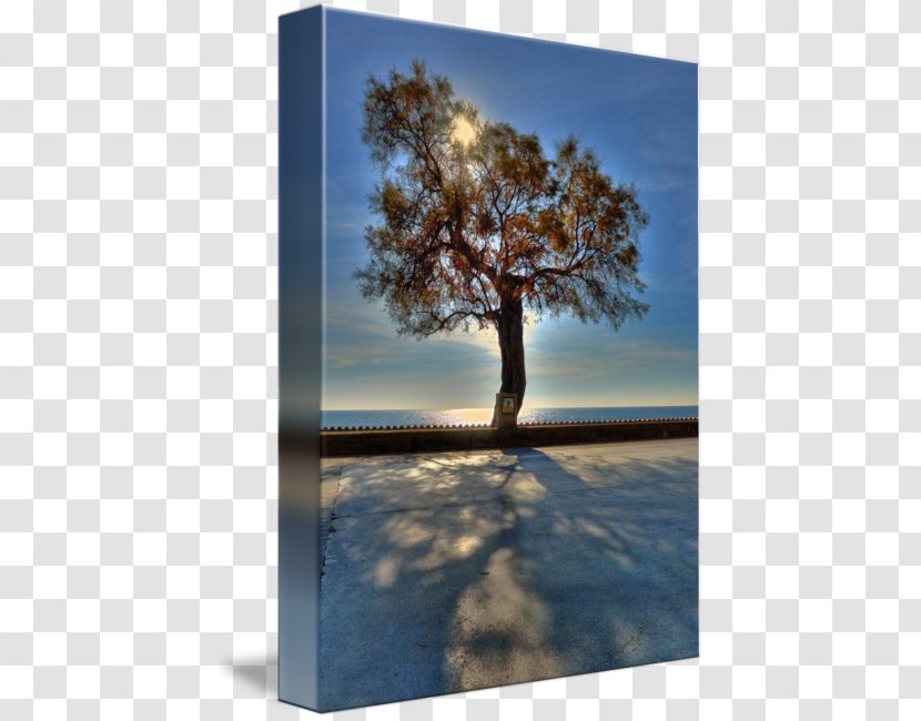 Desktop Wallpaper Stock Photography Tree Shade - Frost Transparent PNG