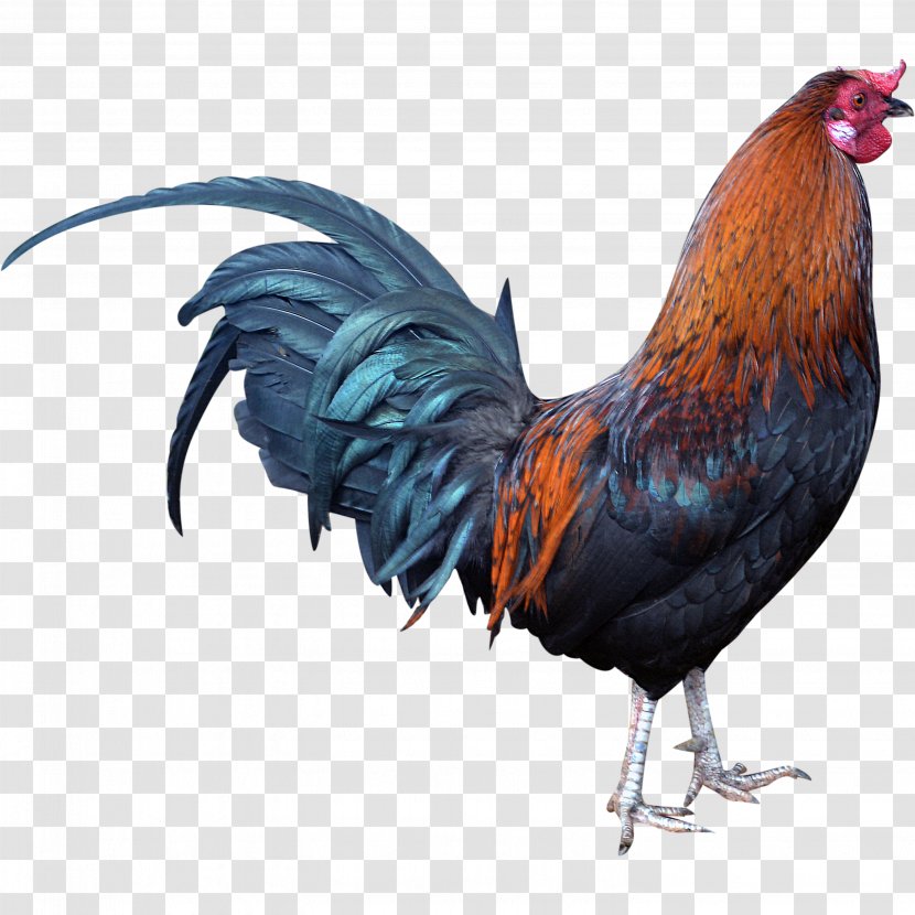 Rooster Chicken - Poultry Transparent PNG