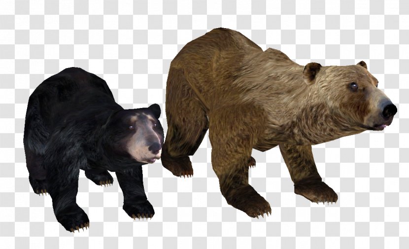 Grizzly Bear Brown American Black Shivering Isles - Carnivoran Transparent PNG