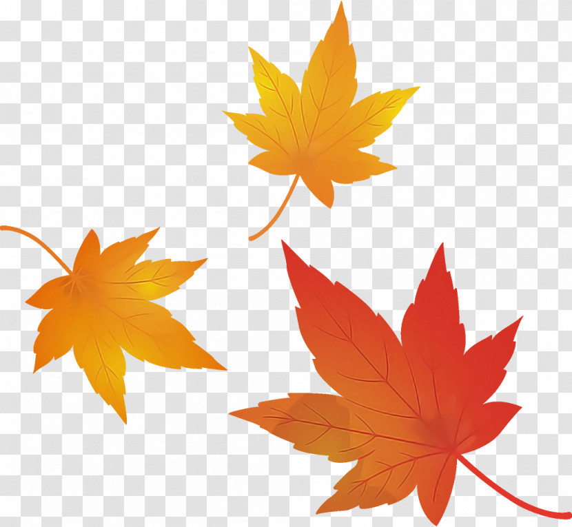 Maple Leaves Autumn Leaves Fall Leaves Transparent PNG