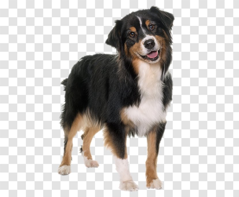 Australian Shepherd Puppy Royalty-free Photo-book - Dog Breed Group - Large Dogs Transparent PNG