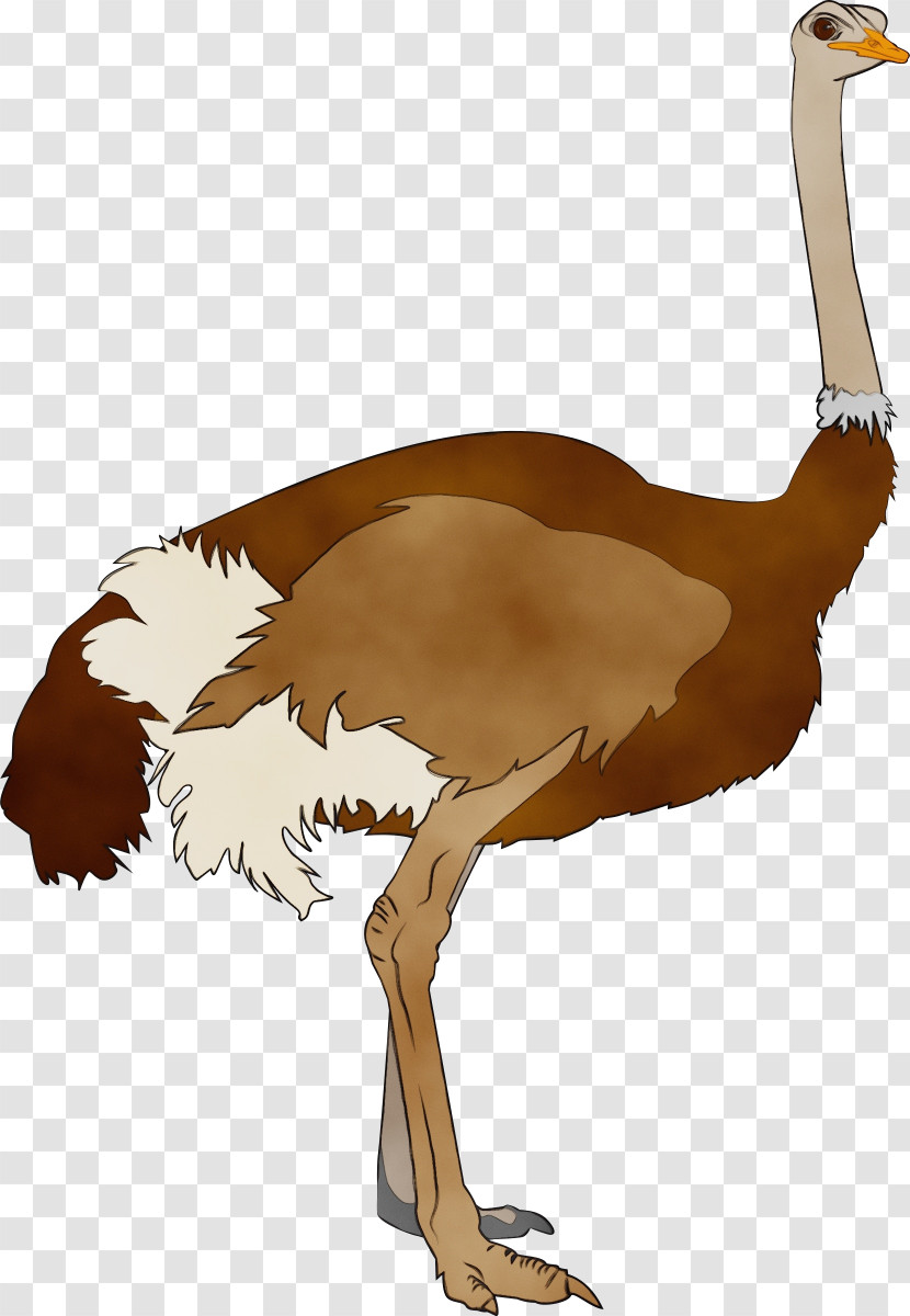 Common Ostrich Birds Ratite 타조(ostrich) Beak Transparent PNG