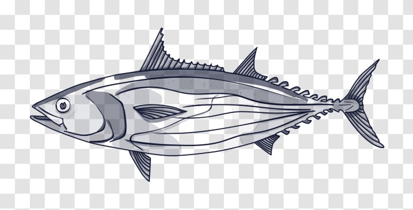 Thunnus Swordfish Line Art Skipjack Tuna - Marine Mammal - Fish Transparent PNG