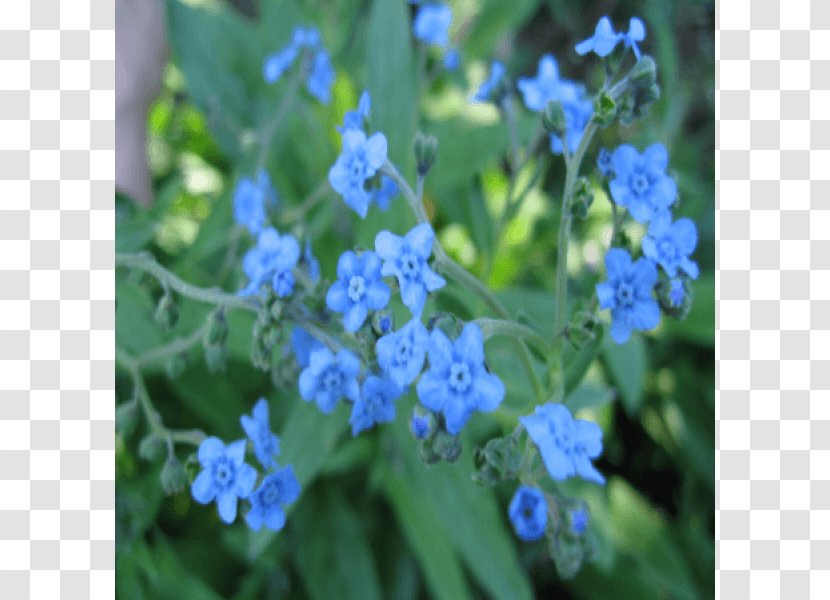 Scorpion Grasses Seed Cynoglossum Amabile Annual Plant - Catnips Transparent PNG