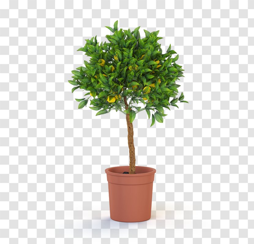 Topiary Tree Weeping Fig Plant Bonsai - Pruning - Lemon Transparent PNG