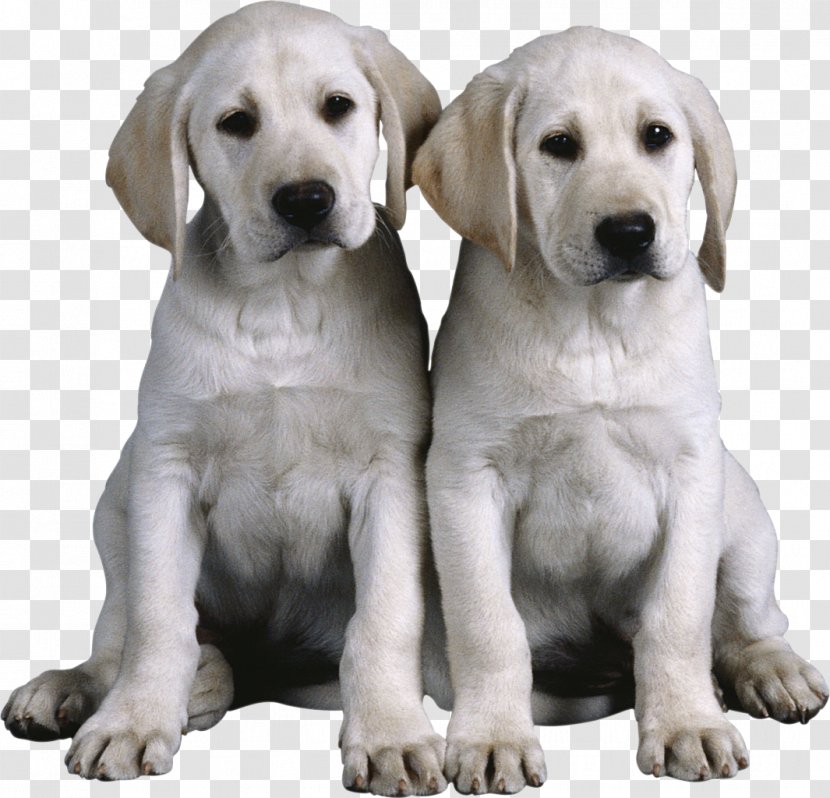 Genetics And The Social Behavior Of Dog Pet Sitting Puppy - Companion - Good Manners Transparent PNG