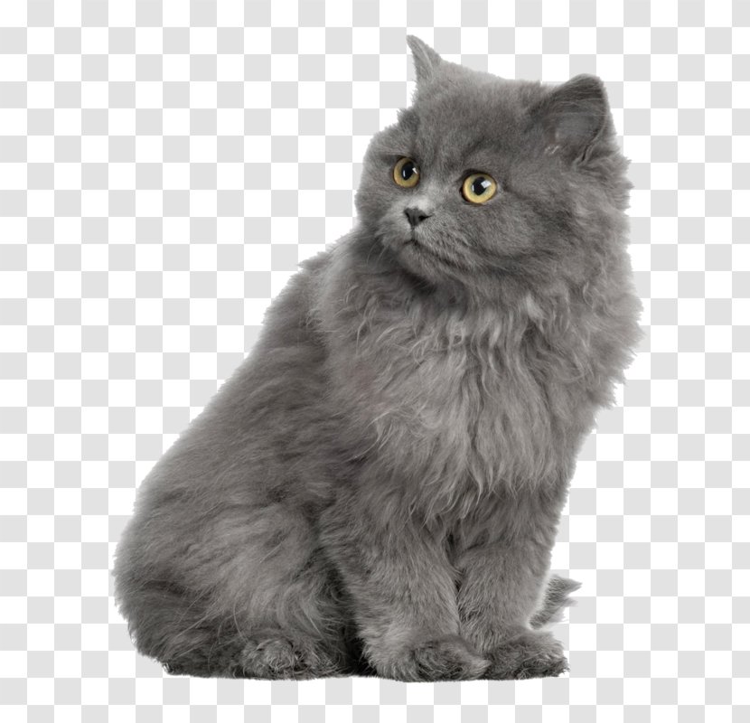 Persian Cat British Shorthair Kitten Dog Horse - Gray Transparent PNG