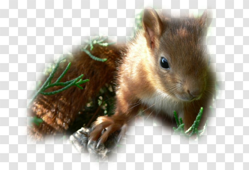 Chipmunk Fox Squirrel Whiskers Computer Mouse - Gem 23 0 1 Transparent PNG