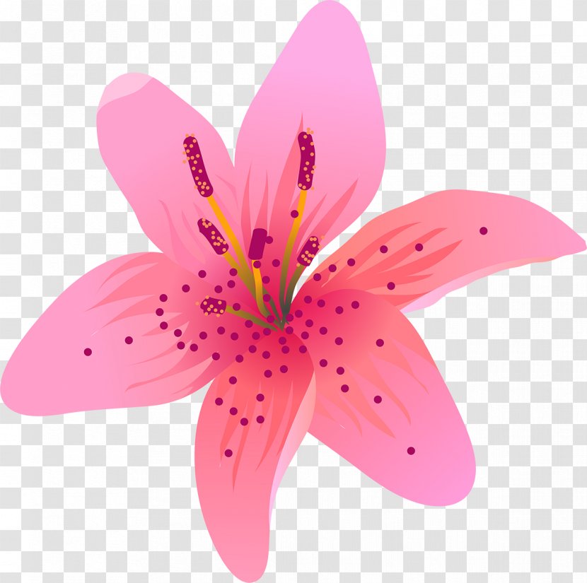Flowering Plant Lilium Liliaceae Petal - Lilly Transparent PNG