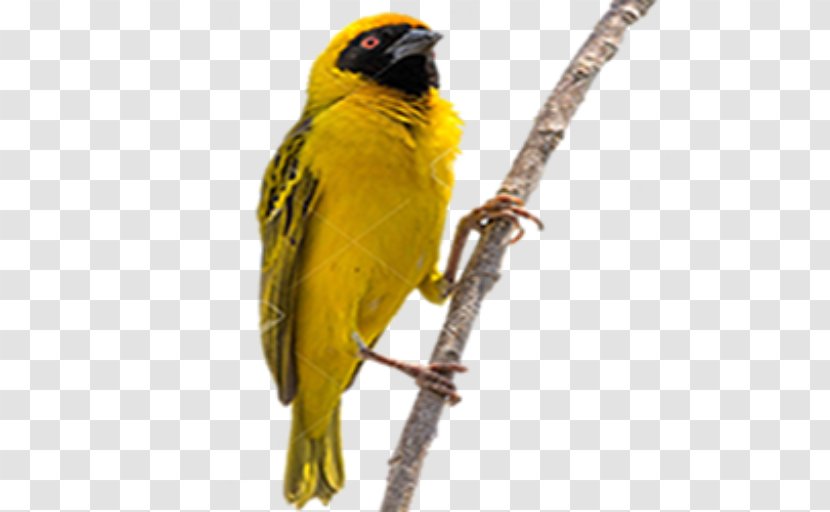 Golden Background - Atlantic Canary - Budgie Transparent PNG