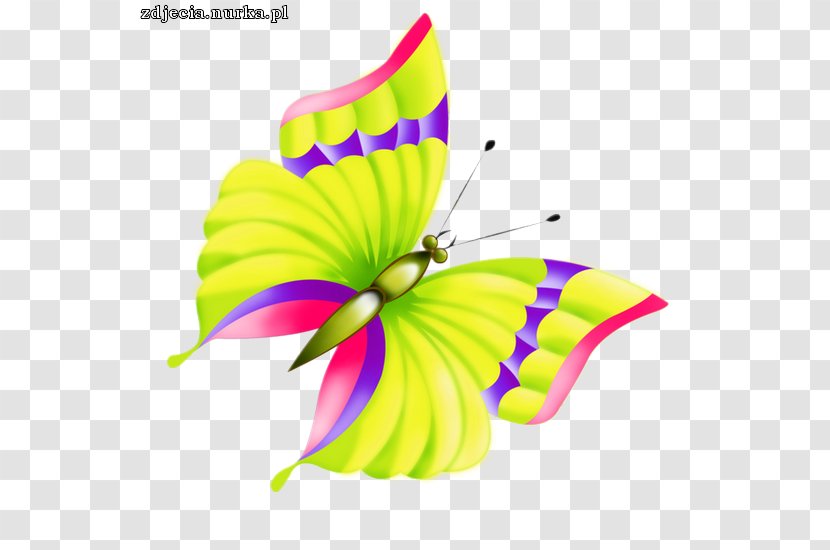 Monarch Butterfly Insect Clip Art - Yellow Transparent PNG