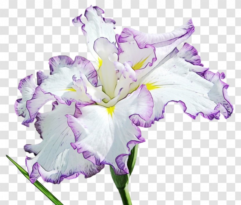 Lavender - Flowering Plant - Cut Flowers Iris Transparent PNG