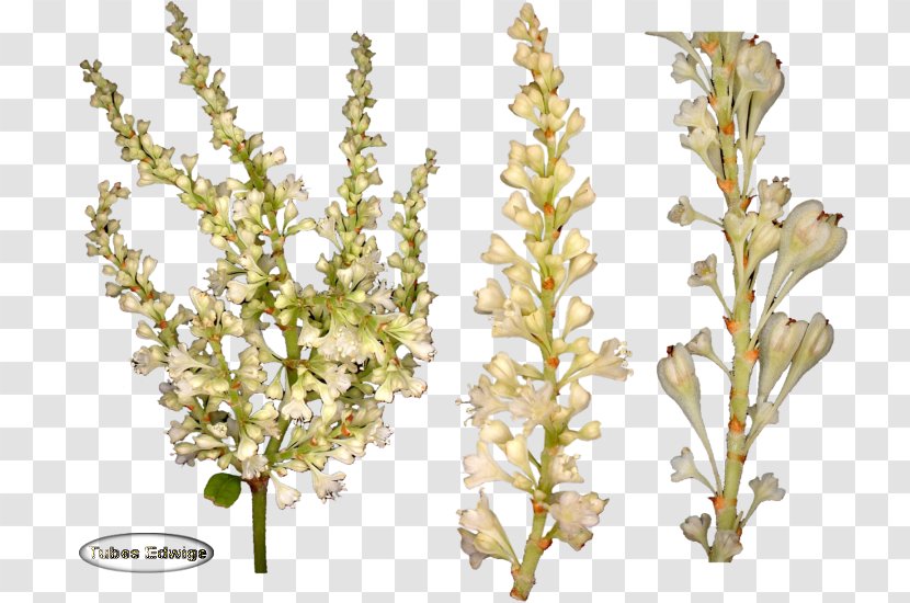 Cut Flowers Plant Stem Web Hosting Service - Flower Transparent PNG