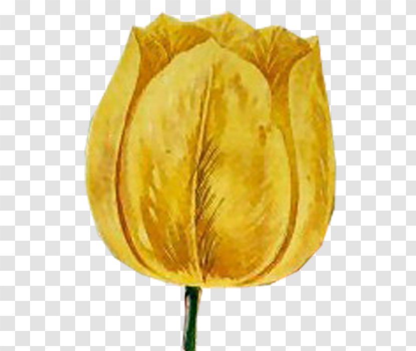 Tulip Petal Plant Stem Transparent PNG