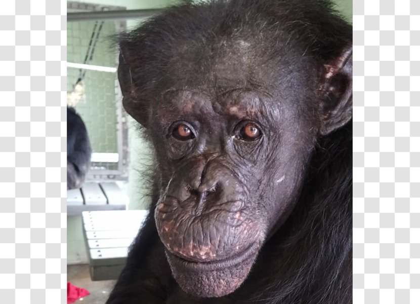 Common Chimpanzee Gorilla Primate Monkey Save The Chimps - Animal Transparent PNG