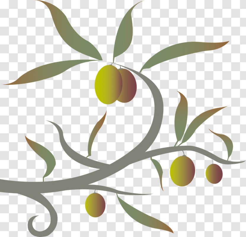 Olive Twig Plant Stem Leaf Clip Art Transparent PNG