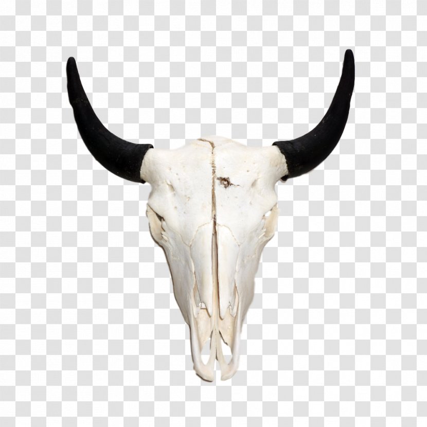 Antelope Antler Horn American Bison Stock Photography - Cattle Like Mammal Transparent PNG
