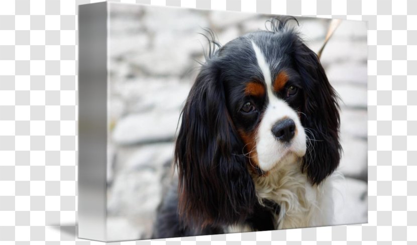 The Cavalier King Charles Spaniel Dog Breed - Companion - Caviler Sapinel Transparent PNG