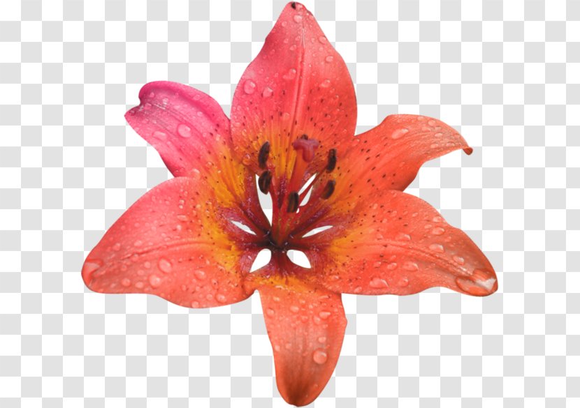 Orange Flower Image - Painting Transparent PNG