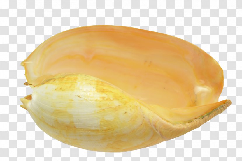 Seashell Cockle Clam Sea Snail Veneroida - Mollusc Shell - SEA SHELL Transparent PNG