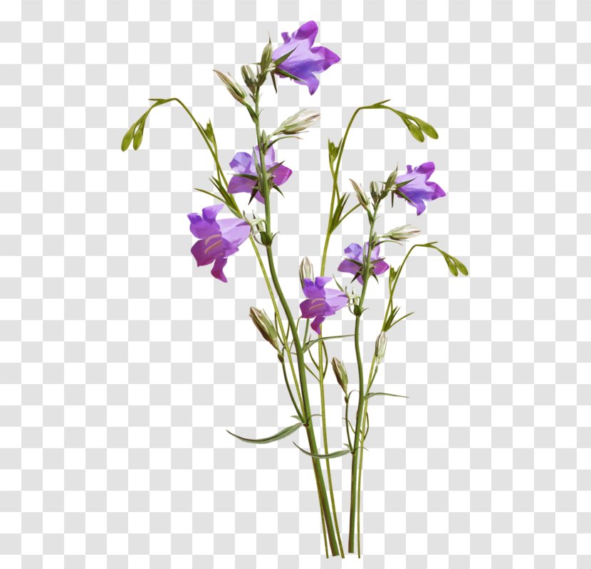 Cut Flowers Lavender Watercolor Painting - Flora - Flower Transparent PNG