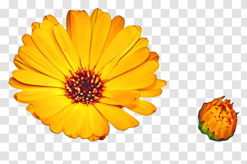 Flowers Background - Petal - Perennial Plant Zinnia Transparent PNG