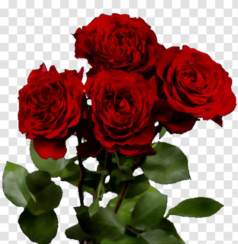 Garden Roses Cabbage Rose Floribunda Floral Design Cut Flowers - Petal - Red Transparent PNG
