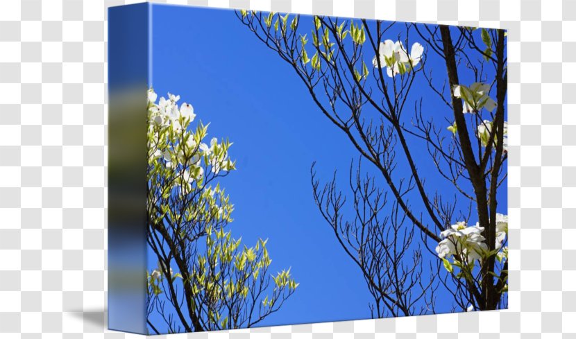 Meadow Desktop Wallpaper Wildflower Lawn Flowering Plant - Fine Tree Transparent PNG