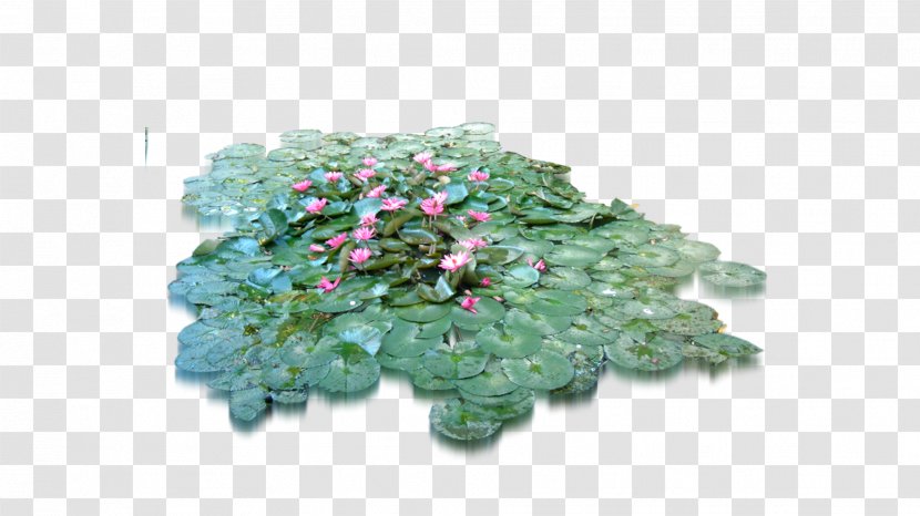 Flower Tree Herb - Lotus Leaf Transparent PNG
