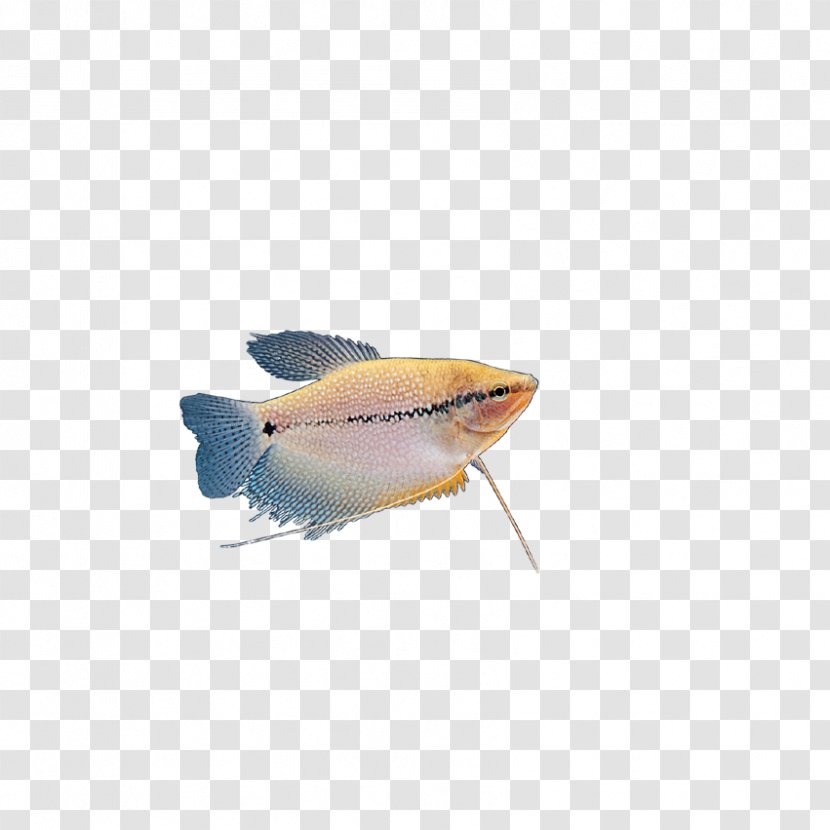 Sardine Tropical Fish - Megabyte - Insects, Transparent PNG