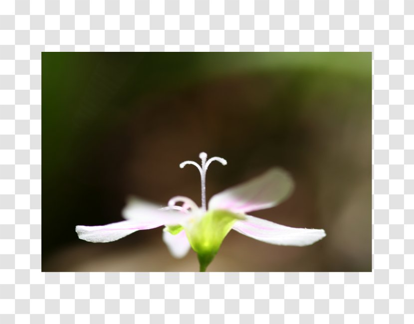 Stigma Flower Petal Pollinator Pollen - Female - Flowers Transparent PNG