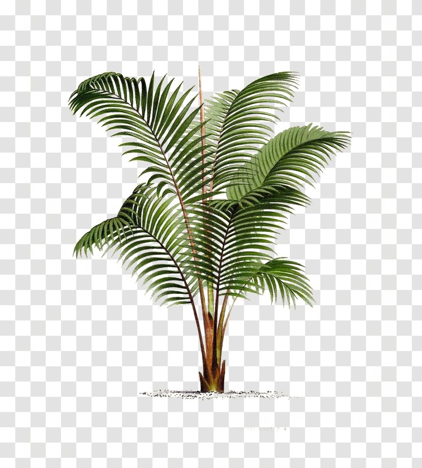 Arecaceae Printmaking Poster Botanical Illustration Drawing - Flowerpot - Palm Leaf Transparent PNG