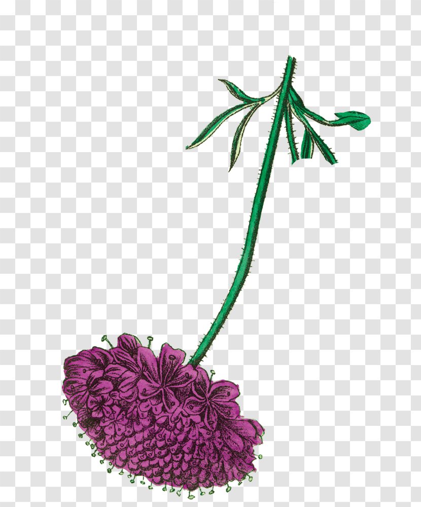 Cut Flowers Firefly Tonics YouTube Plant - Tree - Flower Fly Transparent PNG