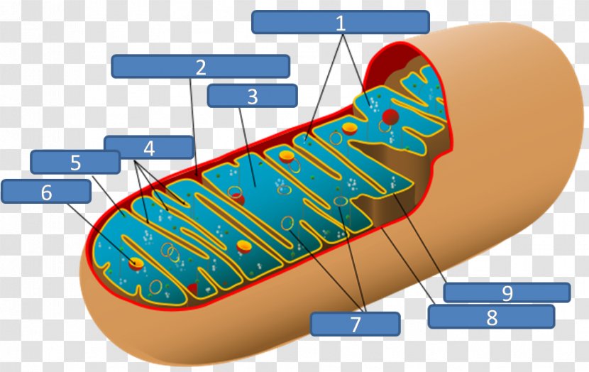 Mitochondrion Plant Cell Chloroplast Respiration - Organelle - Electrocardiography Transparent PNG