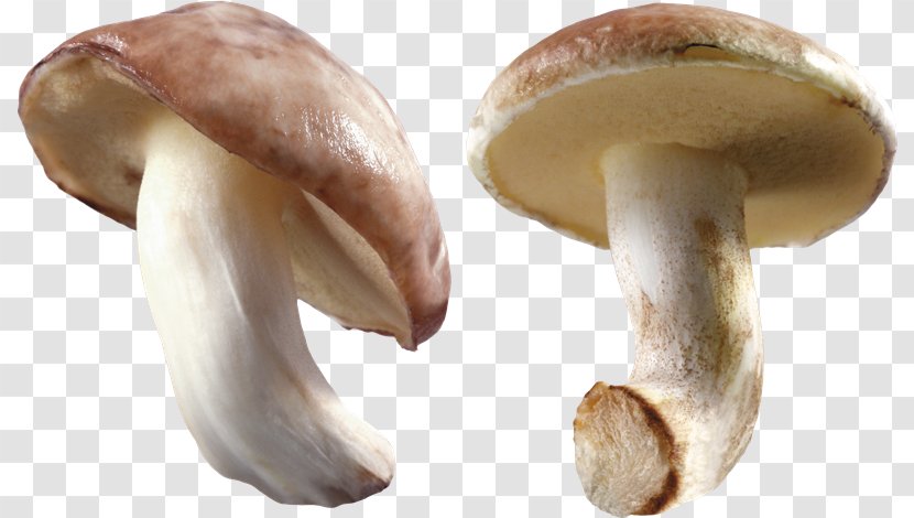 Common Mushroom Edible - Image File Formats Transparent PNG