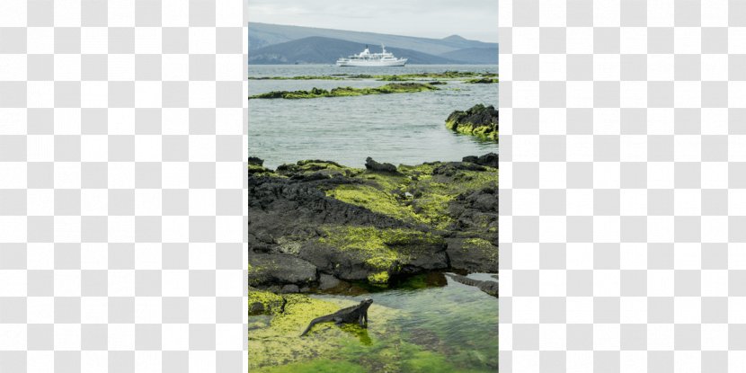 Galápagos Islands Marine Iguana Common Iguanas Travel Wetland - Landscape Transparent PNG