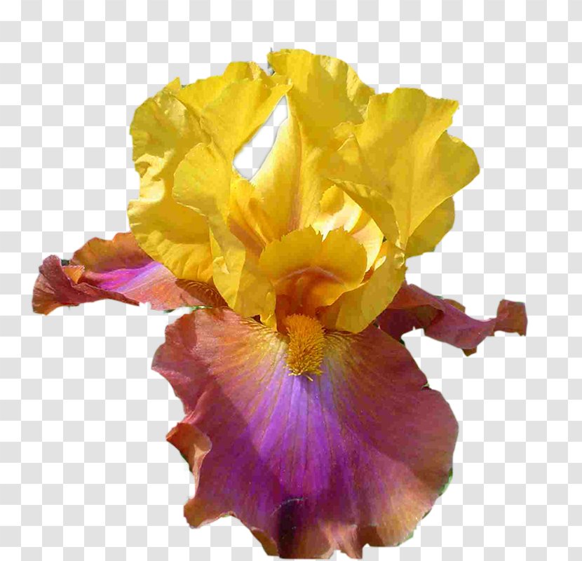 Cut Flowers - Plant - Okra Iris Transparent PNG