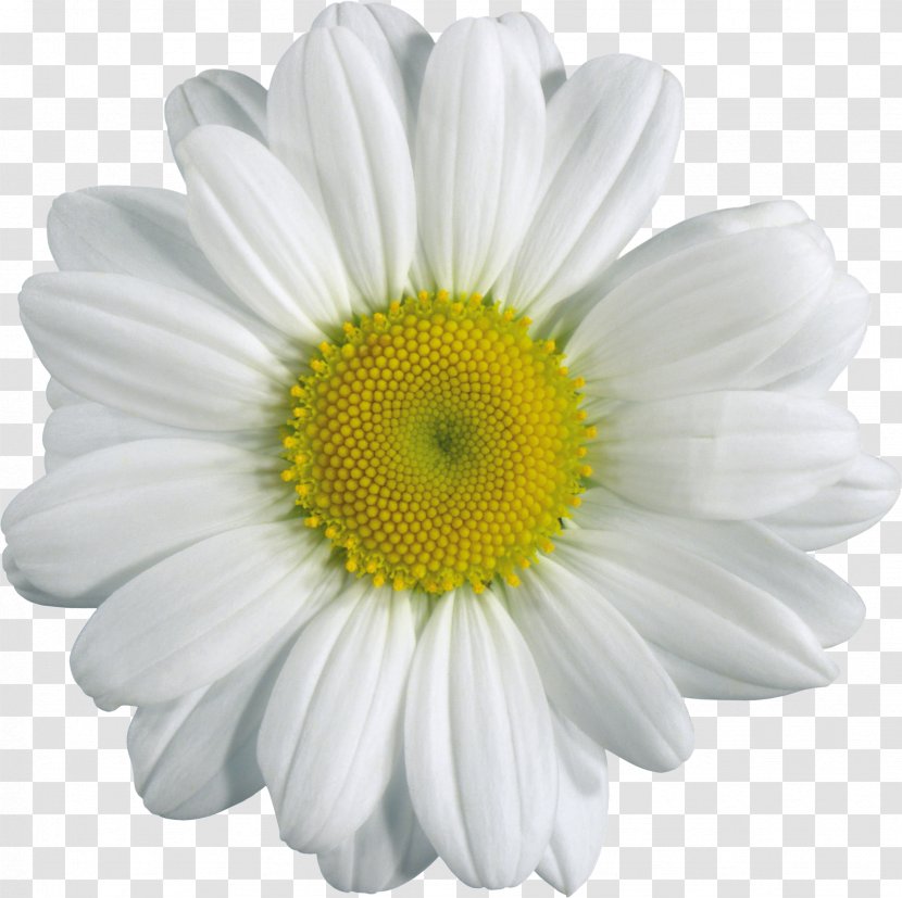 Chamomile Clip Art - Daisy Family - Camomile Image, Free Flower Picture Transparent PNG