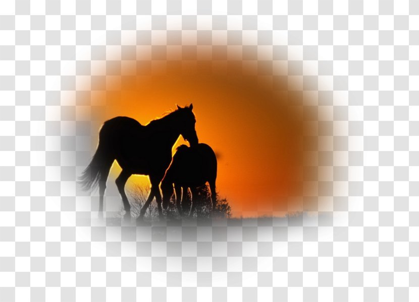 Friesian Horse Mustang Stallion Mare Animal Transparent PNG