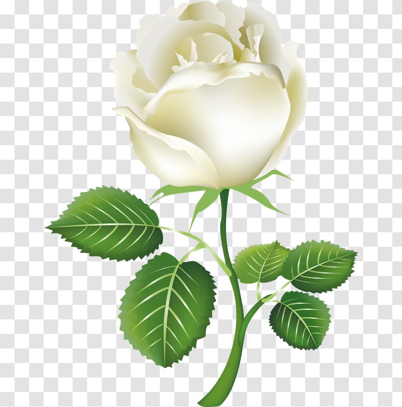 Rose White Clip Art - Flower Arranging - Image, Picture Transparent PNG