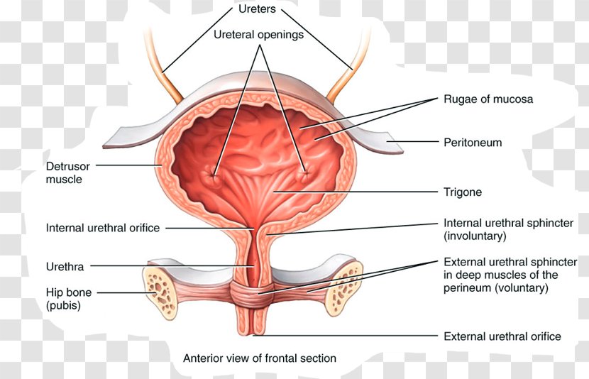 Urinary Bladder Anatomy Excretory System Urine Autonomic Nervous - Flower - Silhouette Transparent PNG