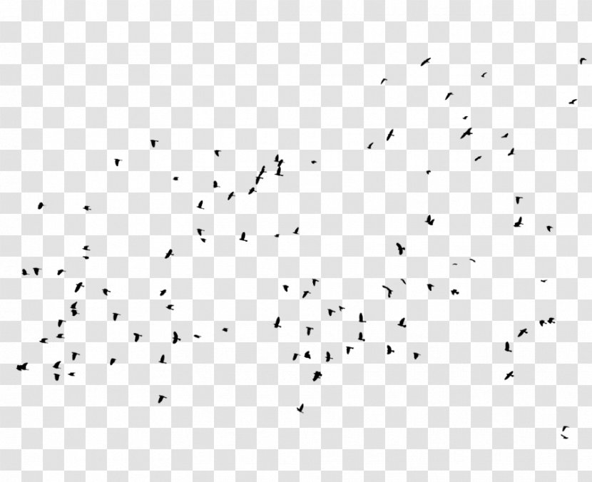 Bird Migration Line Point Font - Beak - Sea Transparent PNG